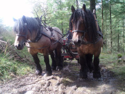 Enviromentally Friendly Low Carbon Timber Harvesting