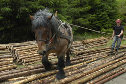 Celtic Horse Logging Sustainable Forestry