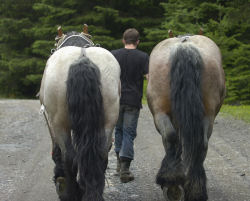 Celtic Horse Logging