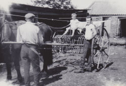 Celtic Horse Logging